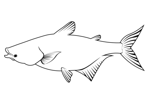 Mekong Giant Catfish (Pangasianodon Gigas) Coloring Page